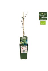 Actinidia arguta Kiwiberry (Issai) Bio P15