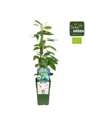 Actinidia arguta Kiwiberry (Issai) Bio P15