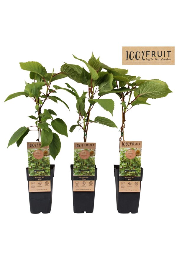 Actinidia chinensis Atlas (mnl) P15