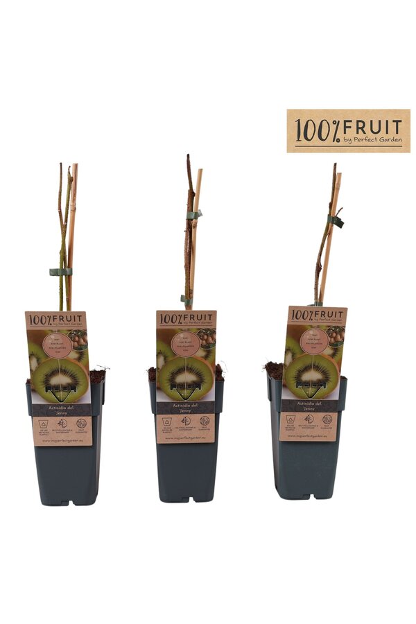 Actinidia deliciosa Jenny P15