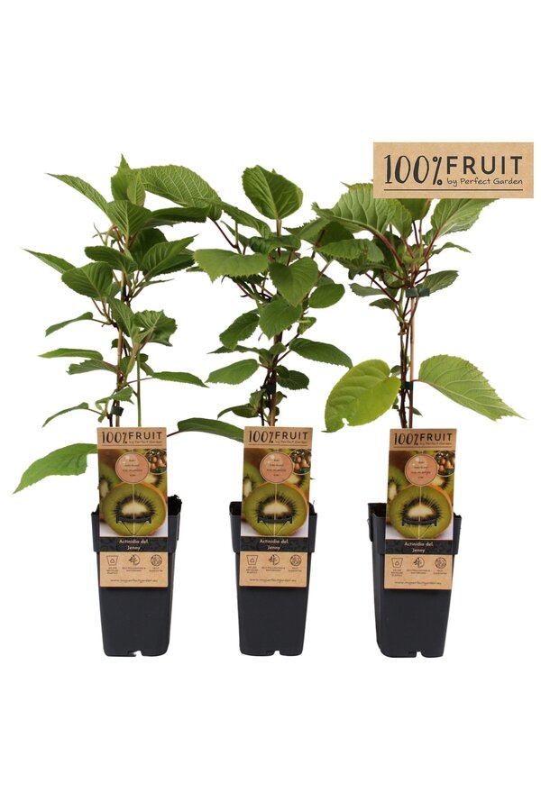 Actinidia deliciosa Jenny P15