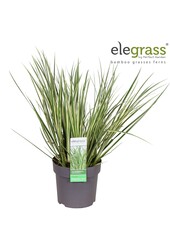 Acorus gramineus Argenteostriatus P14