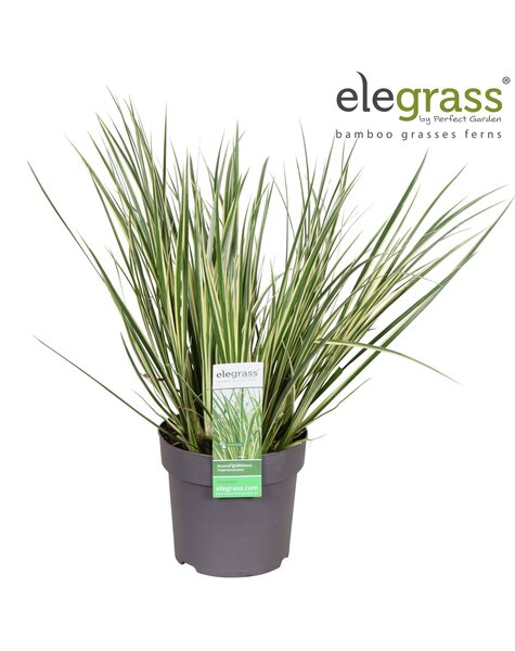 Acorus gramineus Argenteostriatus P14