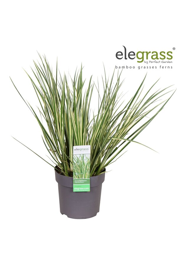 Acorus gramineus Argenteostriatus P14