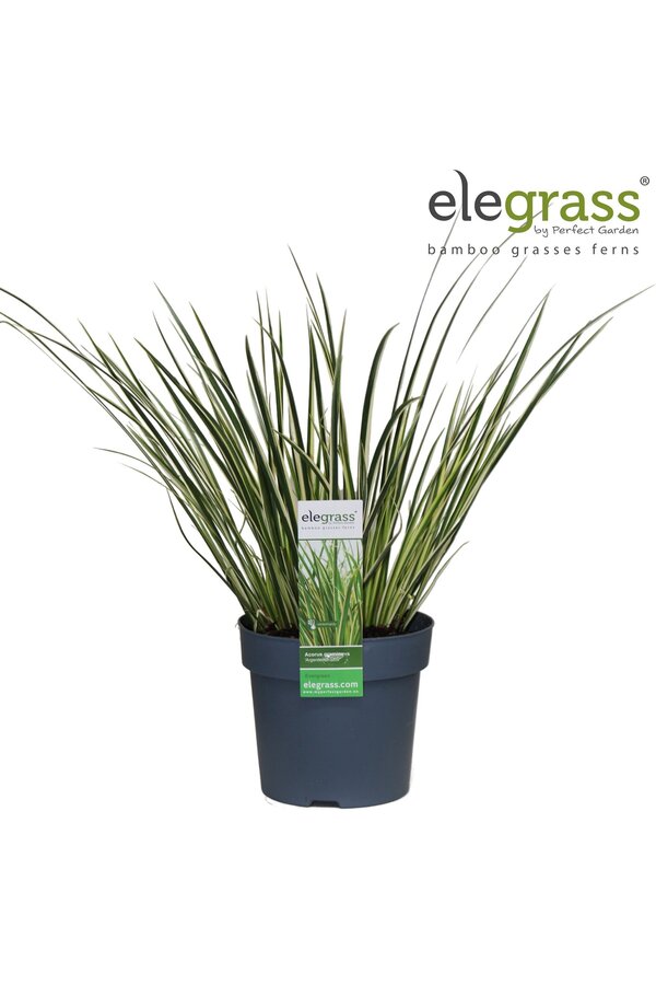 Acorus gramineus Argenteostriatus P14