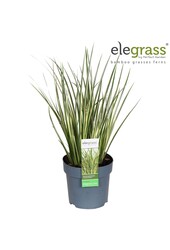 Acorus gramineus Argenteostriatus P14