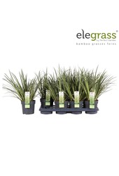 Acorus gramineus Argenteostriatus P14