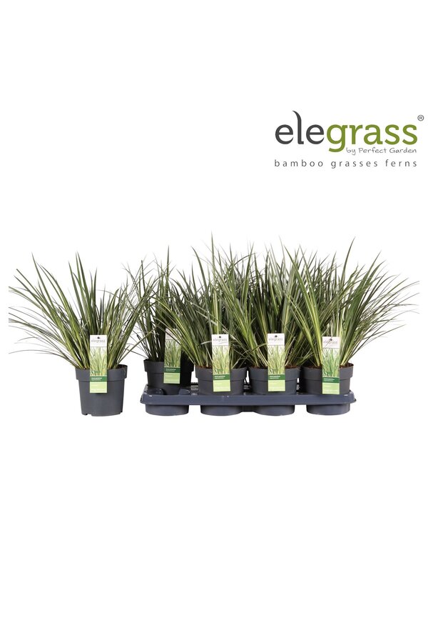 Acorus gramineus Argenteostriatus P14