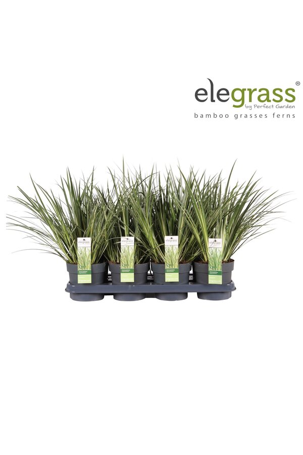 Acorus gramineus Argenteostriatus P14