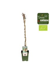 Actinidia deliciosa Jenny Bio P23