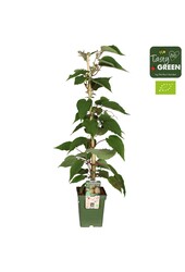 Actinidia deliciosa Jenny Bio P23