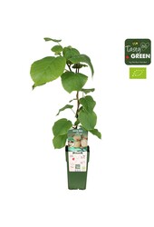 Actinidia deliciosa Jenny Bio P15