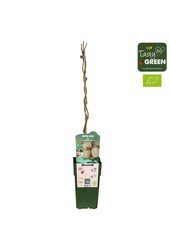 Actinidia deliciosa Jenny Bio P15