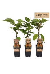 Actinidia deliciosa Hayward P15