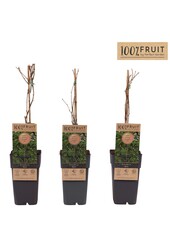 Actinidia arguta Weikii P15