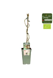 Actinidia Geneva+Weikii Mariage Bio P19