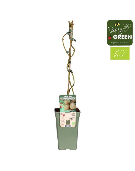 Actinidia Geneva+Weikii Mariage Bio P19