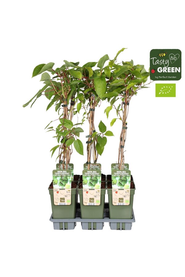 Actinidia Geneva+Weikii Mariage Bio P19