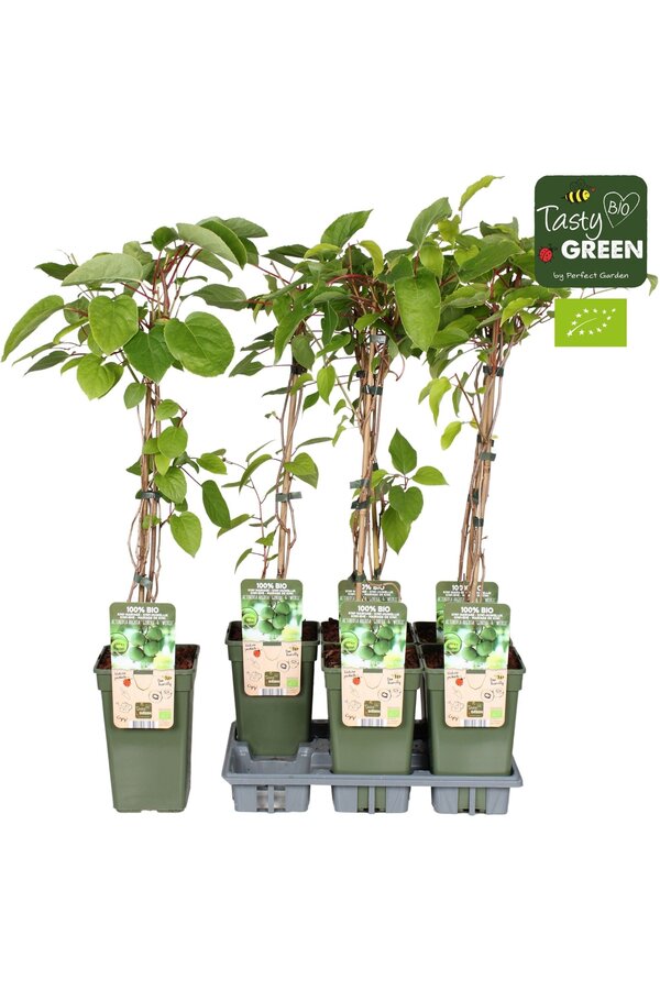 Actinidia Geneva+Weikii Mariage Bio P19