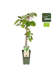 Actinidia Geneva+Weikii Huwelijk Bio P19
