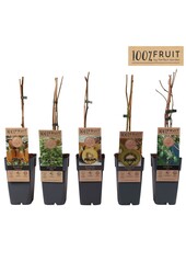 Actinidia mix tray P15