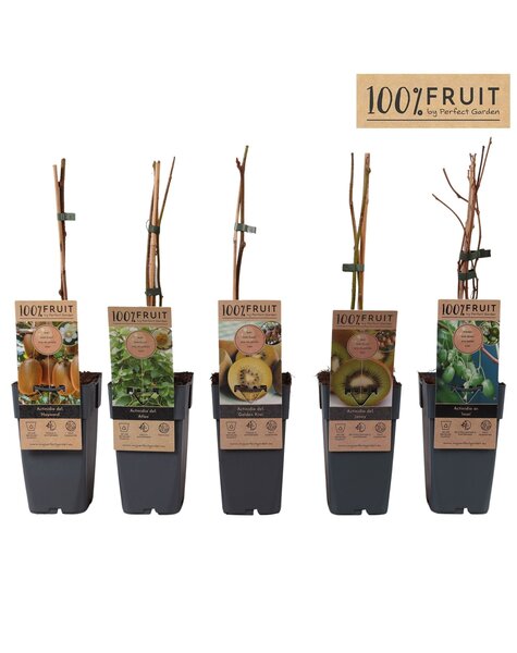 Actinidia mix tray P15