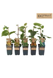 Actinidia mix tray P15