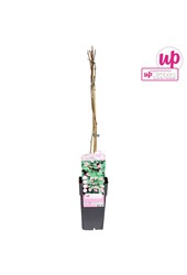 Actinidia kolomikta P15