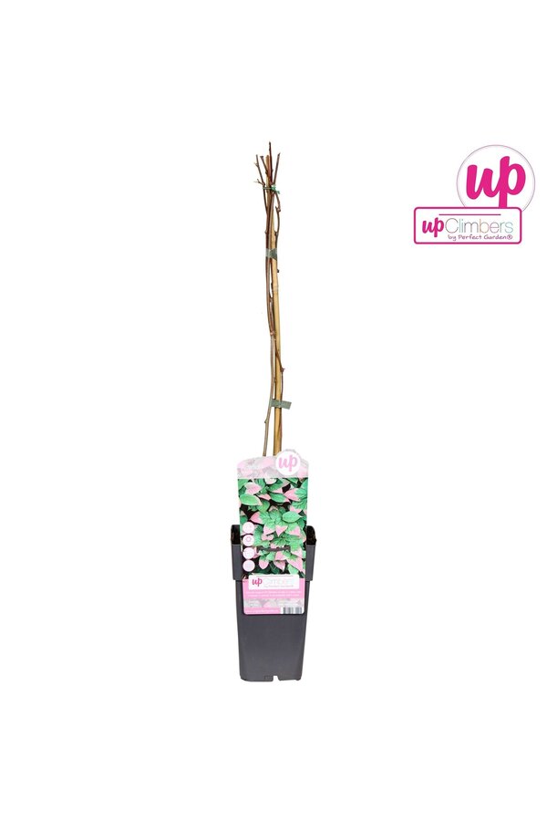 Actinidia kolomikta P15