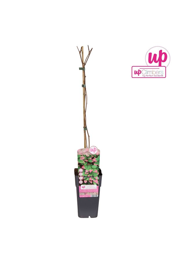 Actinidia kolomikta P15