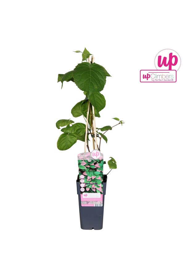 Actinidia kolomikta P15