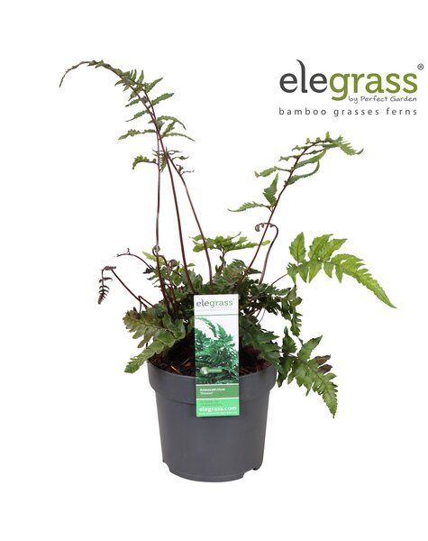 Anisocampium Sheareri P14