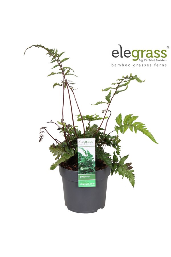 Anisocampium Sheareri P14