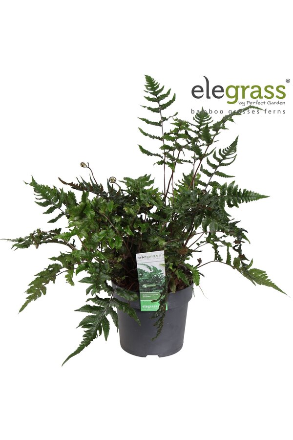 Anisocampium Sheareri P14