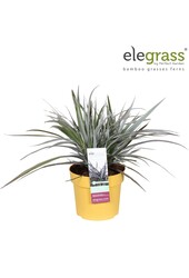 Astelia x nervosa Red Shadow P19