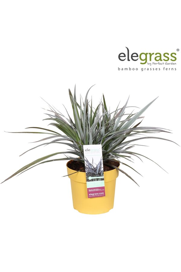 Astelia x nervosa Red Shadow P19