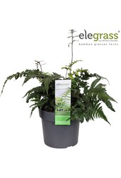 Anisocampium Sheareri P19