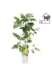 Campsis tagliabuana Trompette Dorée P15