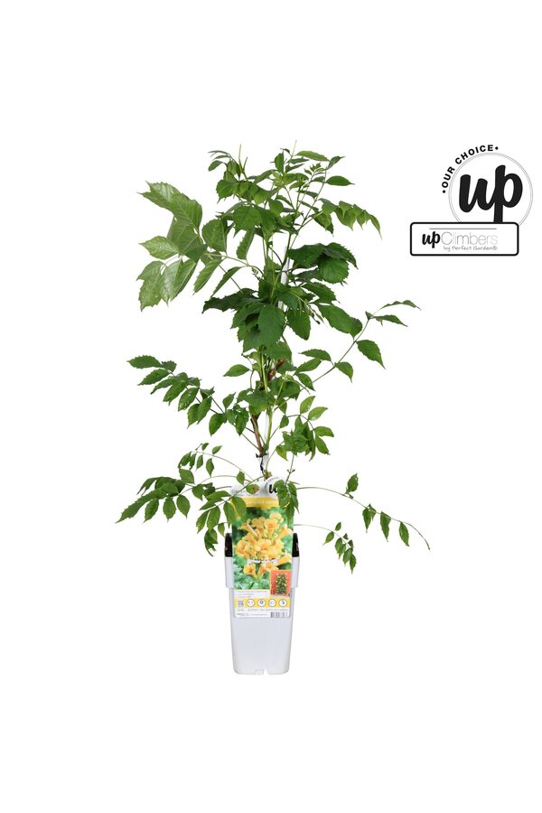 Campsis tagliabuana Trompette Dorée P15
