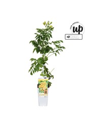 Campsis tagliabuana Golden Trumpet P15
