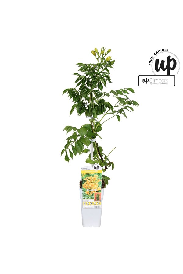 Campsis tagliabuana Trompette Dorée P15