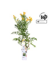 Campsis tagliabuana Trompette Dorée P15