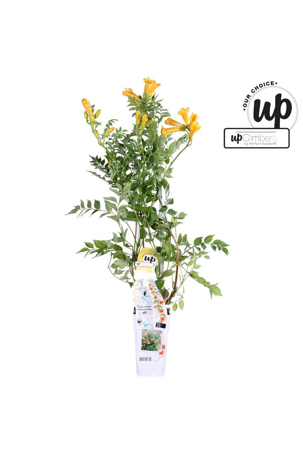 Campsis tagliabuana Trompette Dorée P15