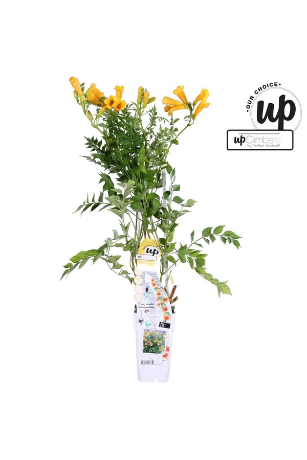 Campsis tagliabuana Golden Trumpet P15