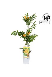 Campsis tagliabuana Trompette Dorée P15