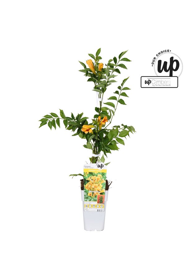 Campsis tagliabuana Golden Trumpet P15