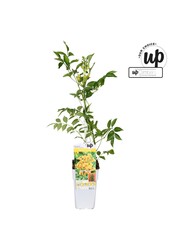 Campsis tagliabuana Trompette Dorée P15