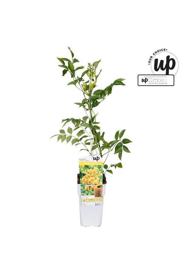 Campsis tagliabuana Golden Trumpet P15
