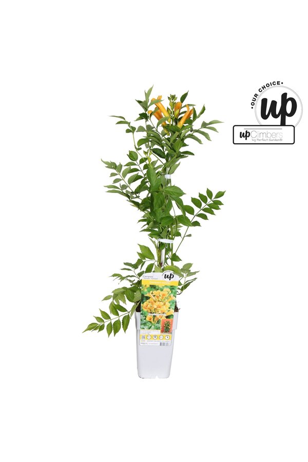 Campsis tagliabuana Golden Trumpet P15