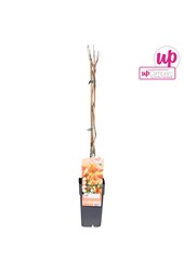 Campsis x tag Madame Galen (geënt) P15